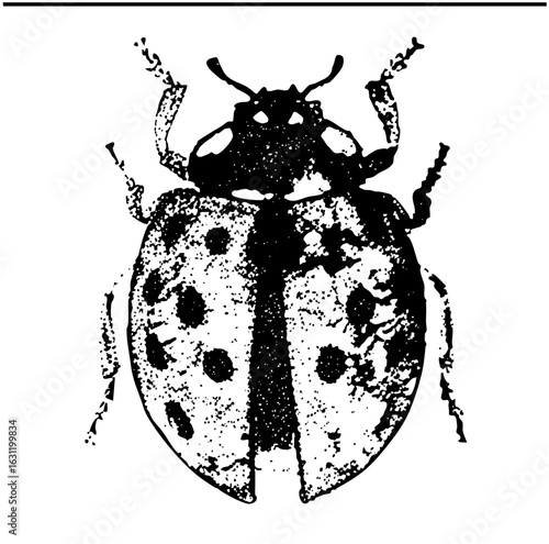 Vector Detailed black and white of a spotted beetle.
