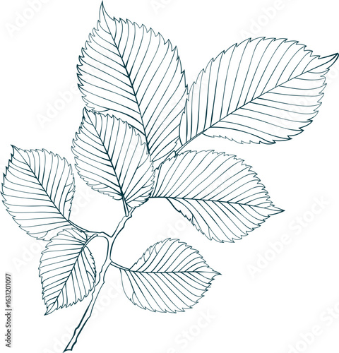 Hand-drawn elm brunch with leaves isolated on white background. Sketch line style vector illustration.