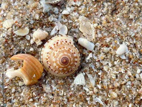 Canvas Print seashells on the beach
