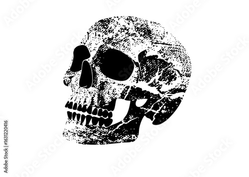 Vector Detailed skull with a textured style.