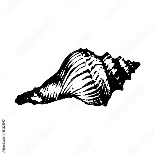 Vector Detailed of a textured conch .