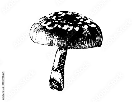 Vector Detailed of a spotted mushroom with a textured cap and stem.
