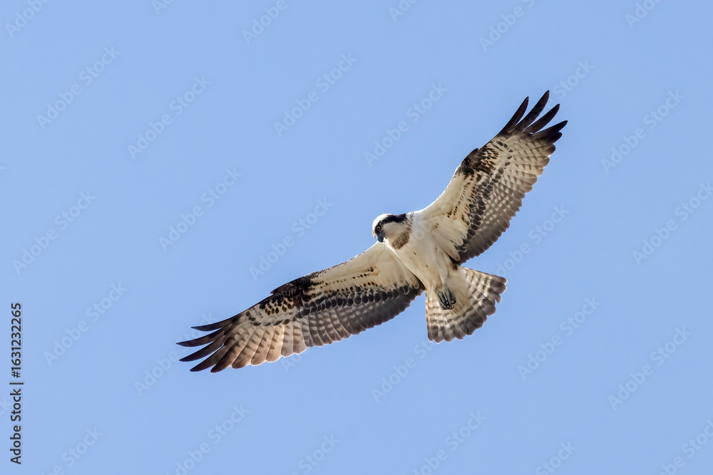 Fototapeta premium Osprey