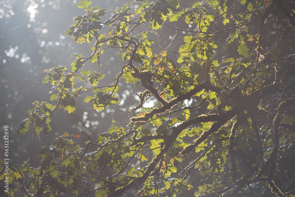 Naklejka premium Oak branches in the forest under the rays of the sun