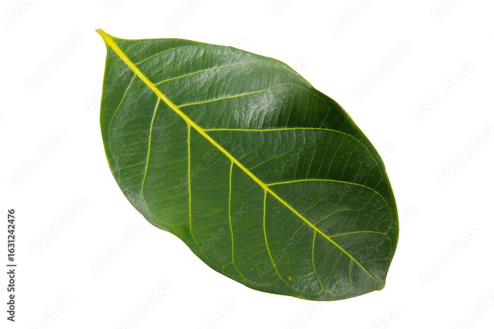 Obraz premium 1 natural leaf isolated on white background.