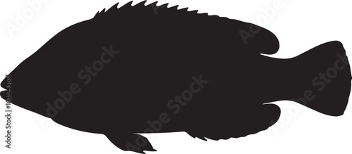  Ballan wrasse fish in silhouette white background.