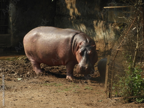 hippopotamus in the zoo India