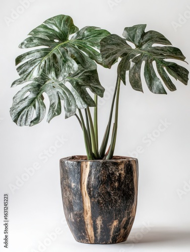 Monstera plant in a unique, carved wooden planter