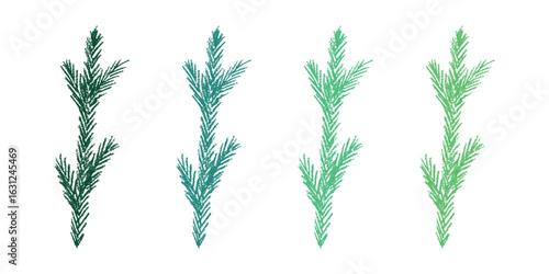 Set of hand drawn spruce branch clipart. Twig of coniferous tree doodle. Christmas and winter design element