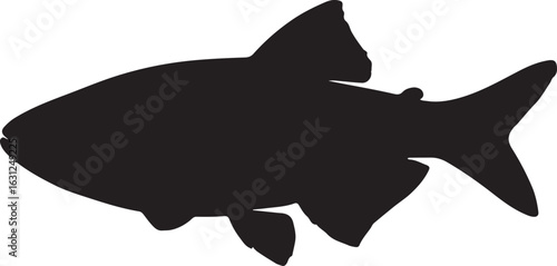  Barred danio fish in silhouette white background..