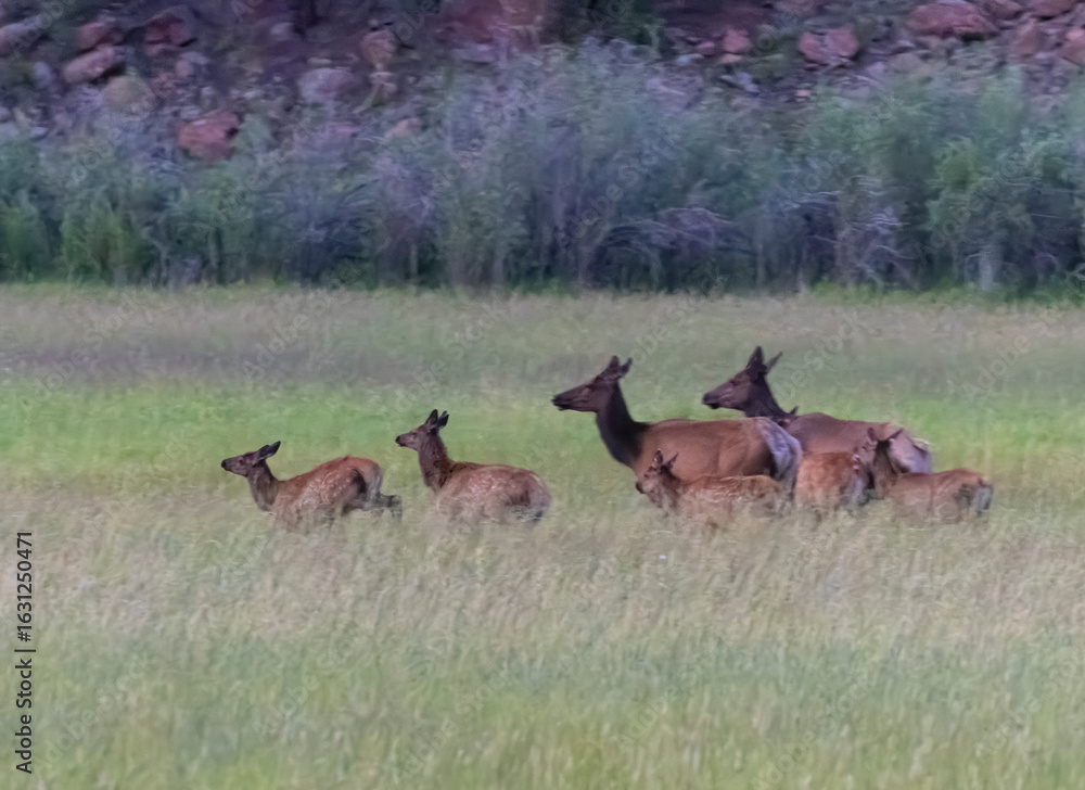 Fototapeta premium Elk Herd on Guanella Pass