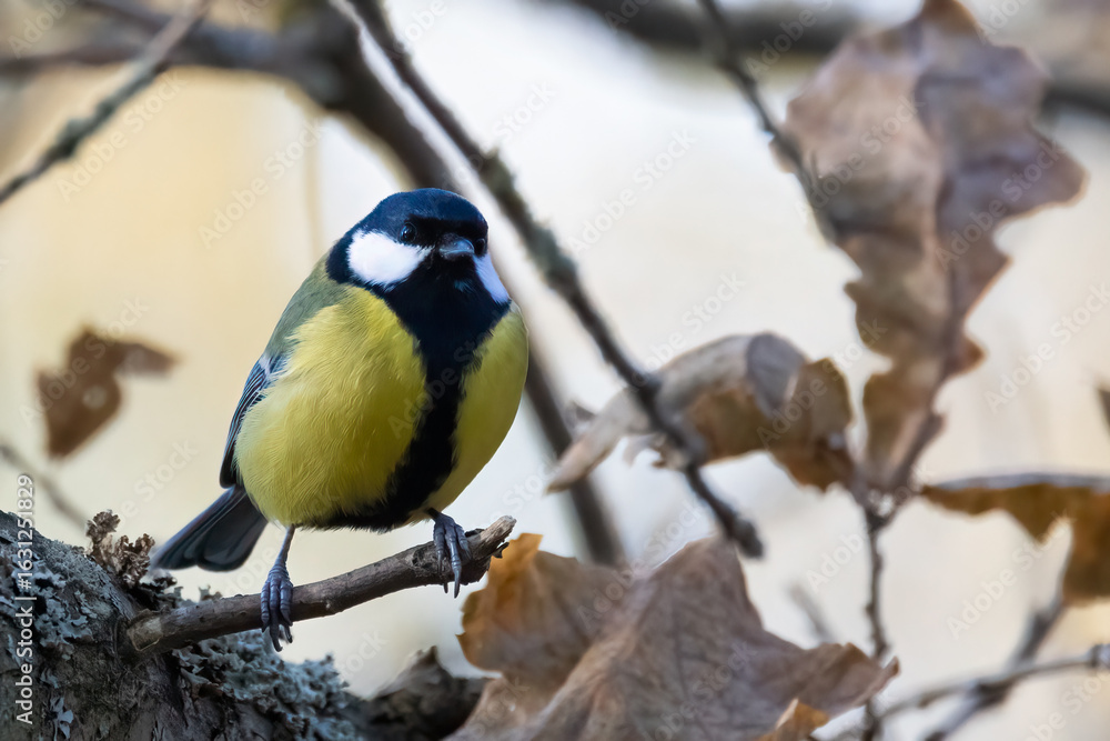 Fototapeta premium Great tit in the tree
