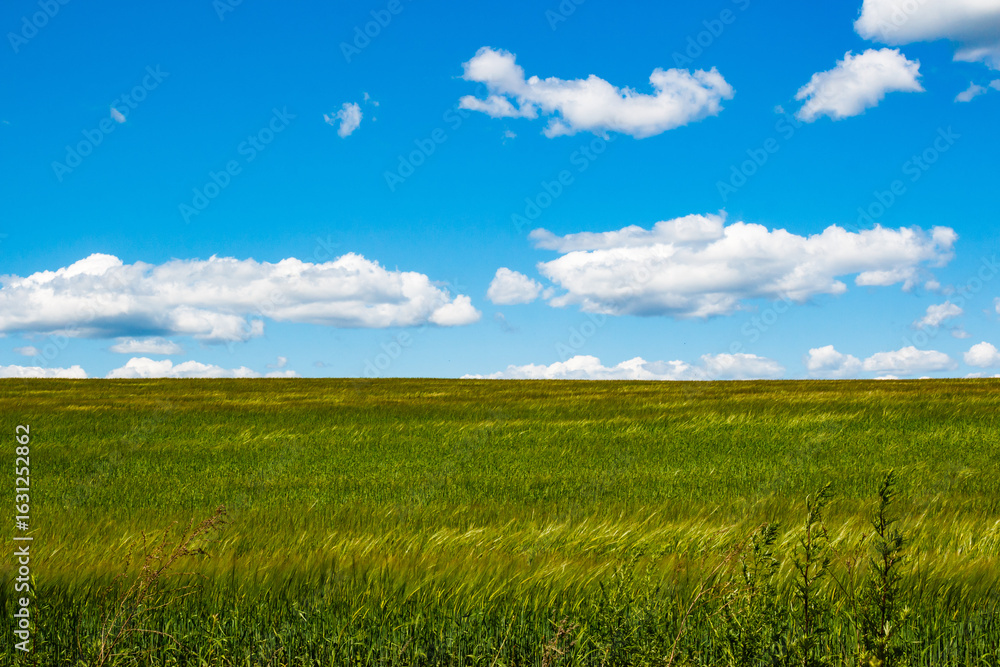 Obraz premium Minimalistic landscape of green farm field against blue sky with passing clouds