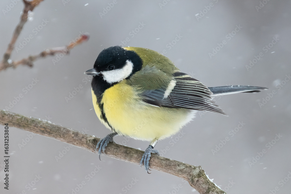 Fototapeta premium Great tit in the tree