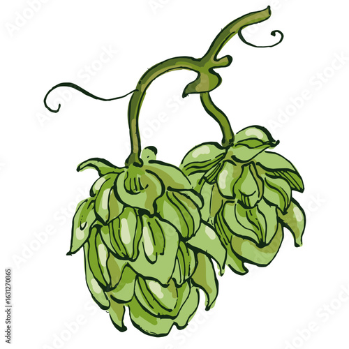 Beer hop illustration. Design element for logo, label, emblem, sign, poster, label. Hand drawn sketch illustration. Vintage-style etching, perfect for packaging, prints, menus, and digital designs.