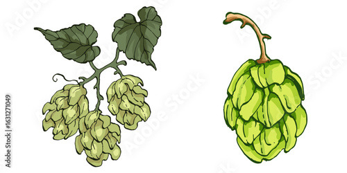 Beer hop illustration. Design element for logo, label, emblem, sign, poster, label. Hand drawn sketch illustration. Vintage-style etching, perfect for packaging, prints, menus, and digital designs.