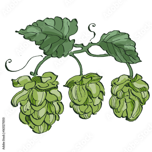 Beer hop illustration. Design element for logo, label, emblem, sign, poster, label. Hand drawn sketch illustration. Vintage-style etching, perfect for packaging, prints, menus, and digital designs.
