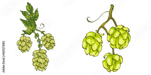 Beer hop illustration. Design element for logo, label, emblem, sign, poster, label. Hand drawn sketch illustration. Vintage-style etching, perfect for packaging, prints, menus, and digital designs.