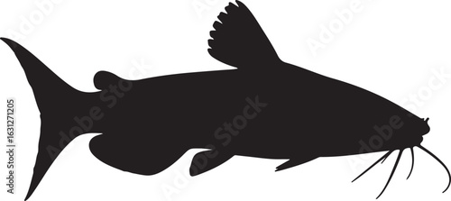 Eeltail catfish in silhouette white background.