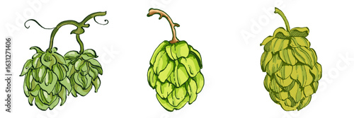 Beer hop illustration. Design element for logo, label, emblem, sign, poster, label. Hand drawn sketch illustration. Vintage-style etching, perfect for packaging, prints, menus, and digital designs.