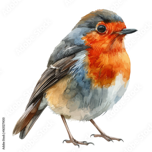 Robin, watercolor clipart vector, isolated on a white background.