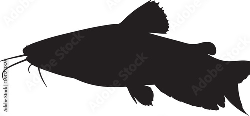 Electric catfish in silhouette white background.