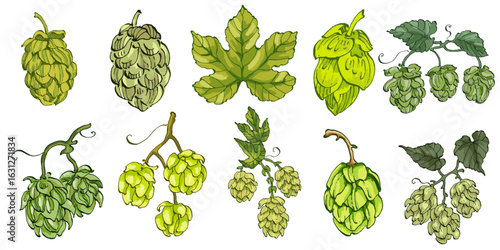 Beer hop illustration. Design element for logo, label, emblem, sign, poster, label. Hand drawn sketch illustration. Vintage-style etching, perfect for packaging, prints, menus, and digital designs.