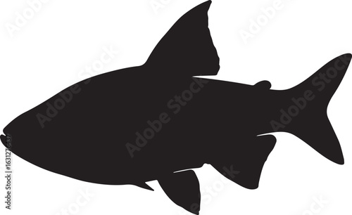  Fire bar danio fish in silhouette white background.