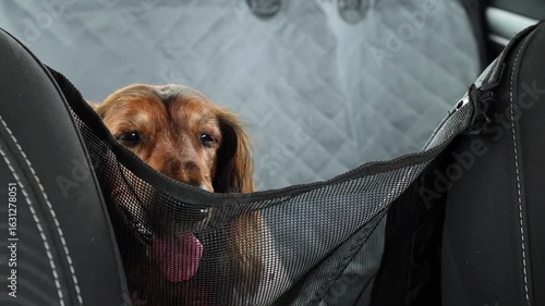 Cute brown dachshund behind a mesh screen in a vehicle backseat. The dog wears a red harness, emphasizing comfort and security during car travel with pets.