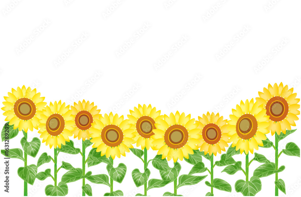 Fototapeta premium 向日葵の花のフレームイラスト3