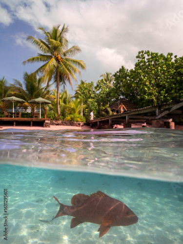Snorkelling Aore Island, Espiritu Santo, Vanuatu