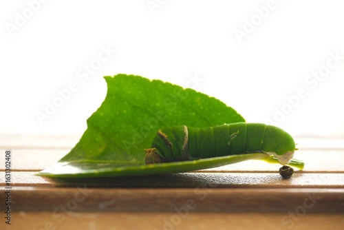 The green worm on the leaf is very cute.