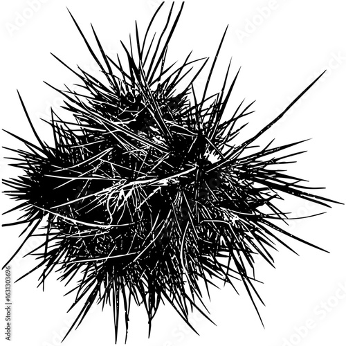 Vector Detailed vector of a spiky sea urchin.