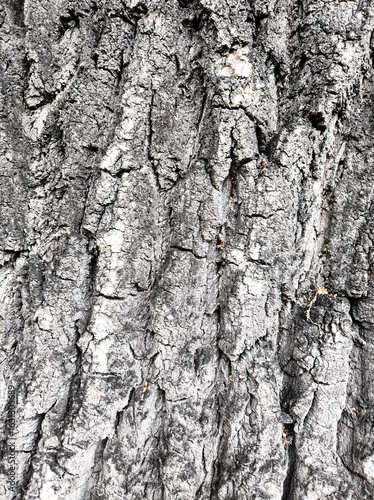 Detailed Close-up of Textured Grey Tree Bark