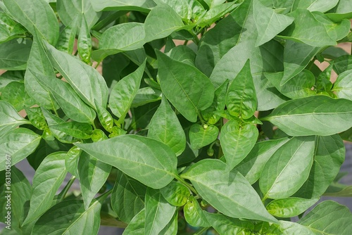 ミニパプリカの葉20250701