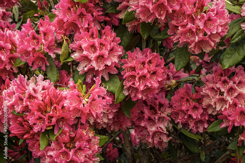 Pink rhododendron blossom 