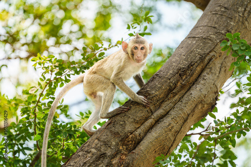 Photography Full body side view of Macaca or little brown monkey in a natural forest park climbing a tree