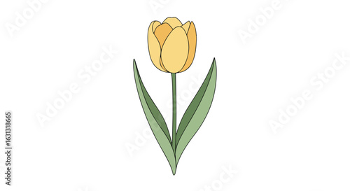 Yellow tulip illustration, centered on white, for spring greetings
