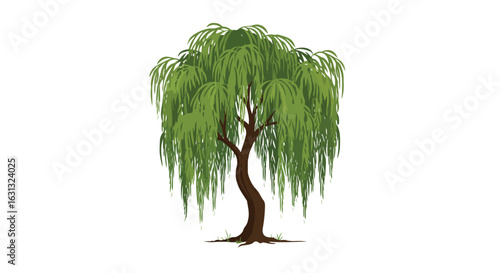 Weeping willow tree with grass in summer. Useful for landscaping design