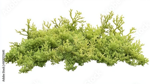 7.Vector illustration, Evernia prunastri, also known as oakmoss, isolated on white background