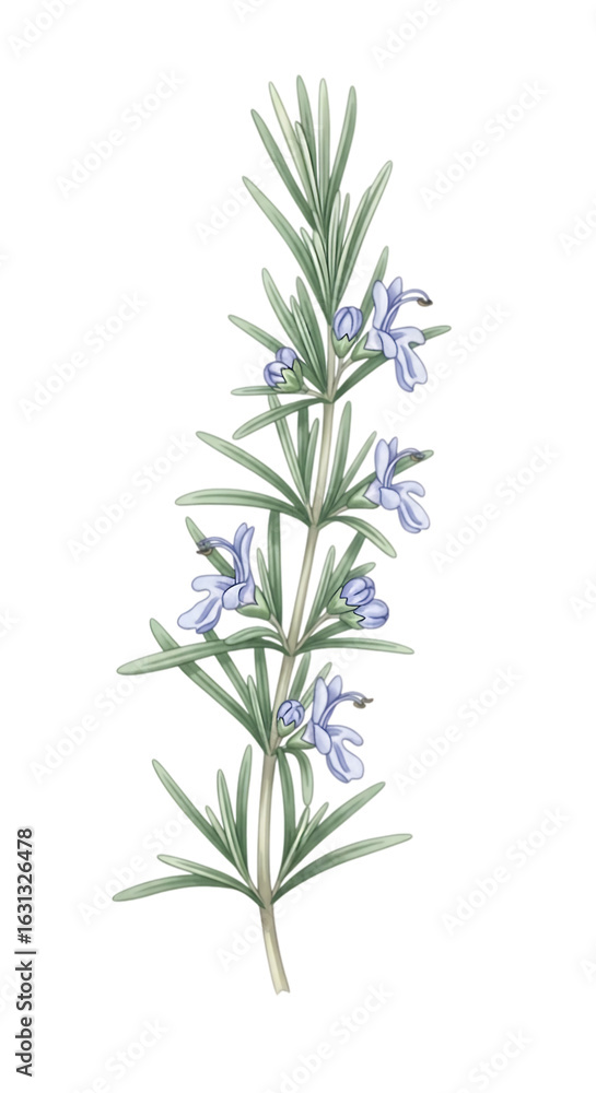 Fototapeta premium Fresh rosemary sprig with delicate blue flowers isolated on transparent background