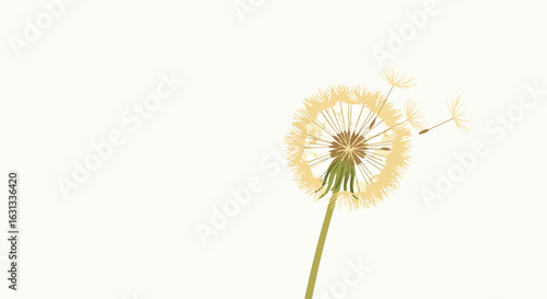Vector graphic of dandelion seed head in empty space, blowing away. For design