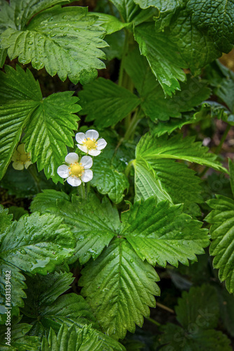 Strawberry plant blossoming in the spring garden