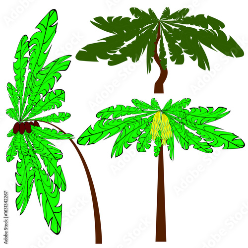 Tropical palm trees. Green foliage vector. Summer nature illustration. Island landscape view. EPS 10.