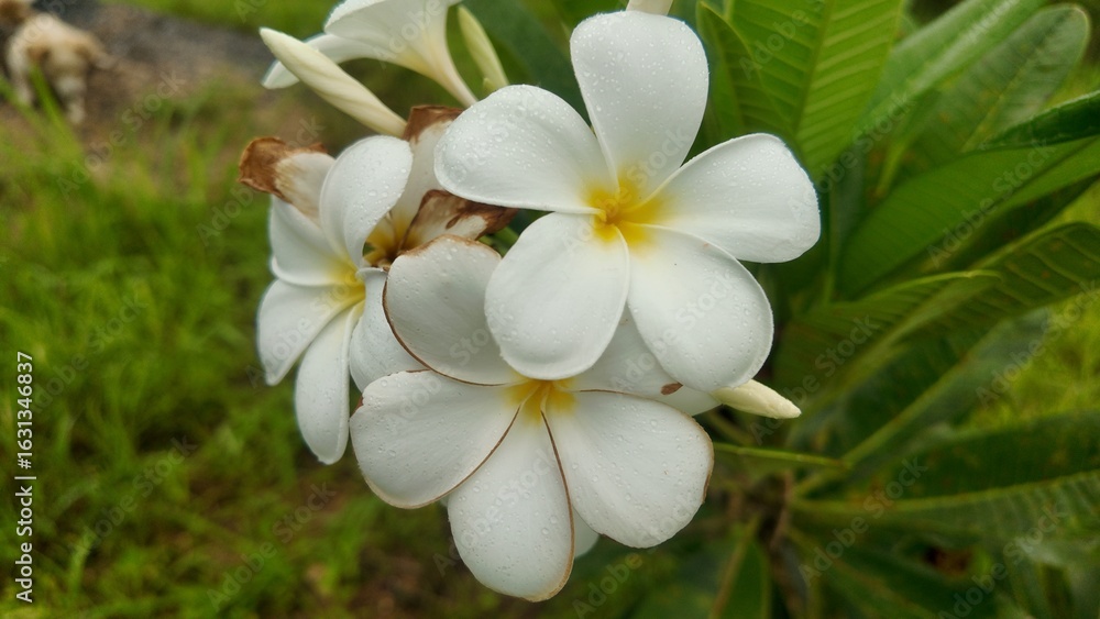 Fototapeta premium Close-up of fresh white plumeria (frangipani) flowers with water droplets on petals, captured in a lush green garden. Symbol of purity, tropical beauty, and relaxation.