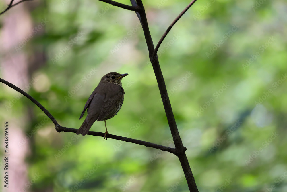 Fototapeta premium A Song Thrush (Turdus Philomelos) Bird With A Speckled Breast Perched On A Thin Branch In A Summer Forest With Green Bokeh Background.