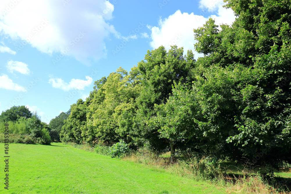 Obraz premium Line of trees alongside the fields at Camer Countrypark