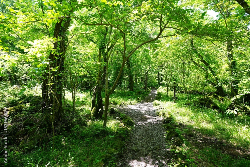 Fototapeta premium fresh green forest in the delightful sunlight