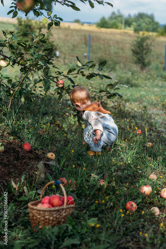 A little red-haired boy collects ripe apples under an apple tree on a sunny autumn day
