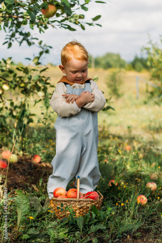A little red-haired boy collects red apples in his wicker basket. Autumn harvest in the garden